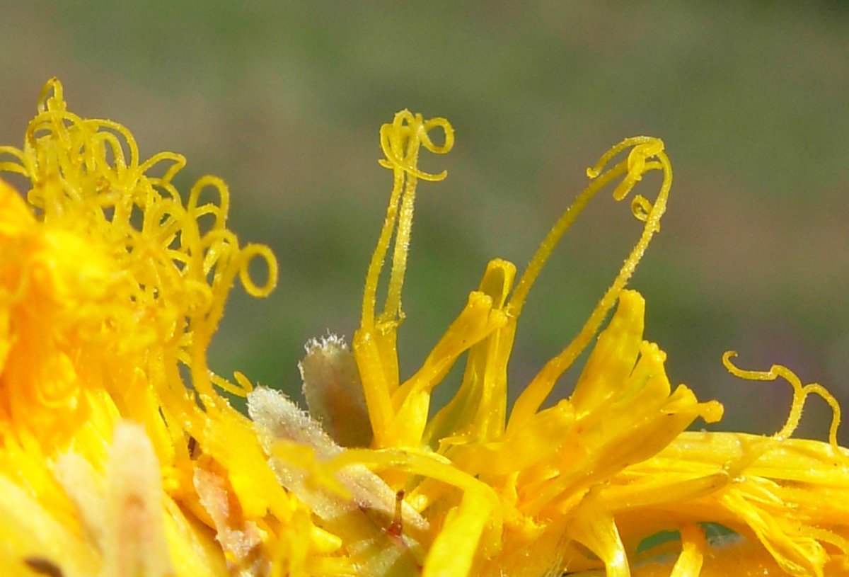 Sonchus arvensis L. subsp. arvensis / Grespino dei campi